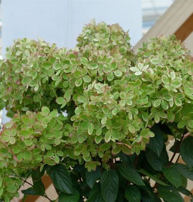 Rispenhortensie Pastelgreen 40-60cm - Hydrangea paniculata