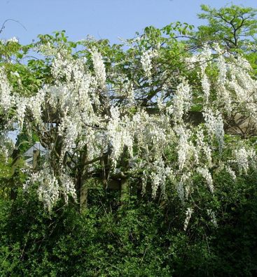 Edelblauregen Clara Mack 60-80cm - Wisteria floribunda