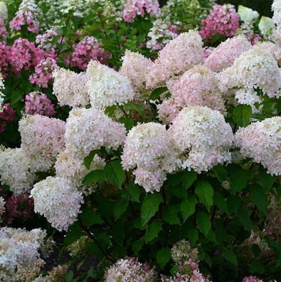 Rispenhortensie Pinkachu 40-60cm - Hydrangea paniculata