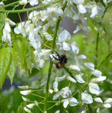 Weißblühender Seiden-Blauregen 60-80cm - Wisteria brachybotrys