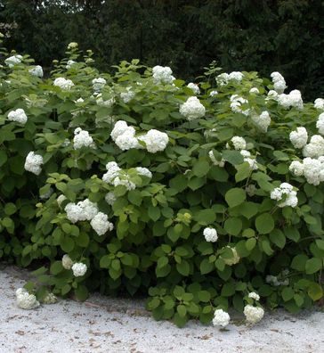 Ballhortensie Grandiflora 60-80cm - Hydrangea arborescens