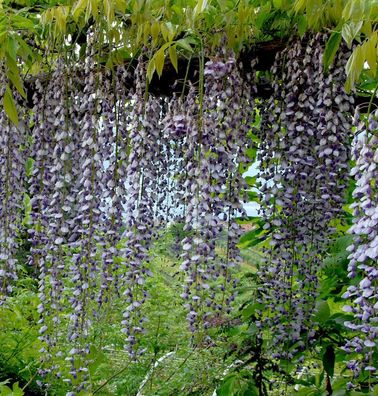 Blauregen Violacea Plena 60-80cm - Wisteria floribunda