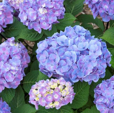 Bauernhortensie Ankong 40-60cm - Hydrangea macrophylla
