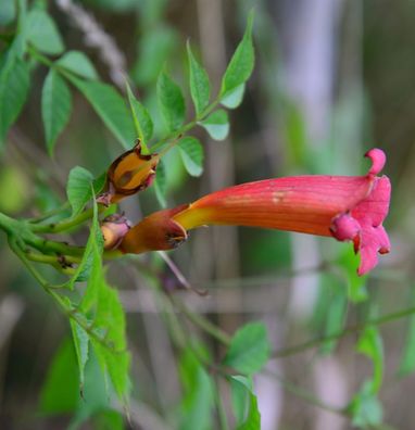 Amerikanische Trompetenblume 40-60cm - Campsis radicans