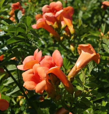 Chinesische Klettertrompete Grandiflora 60-80cm - Campsis grandiflora