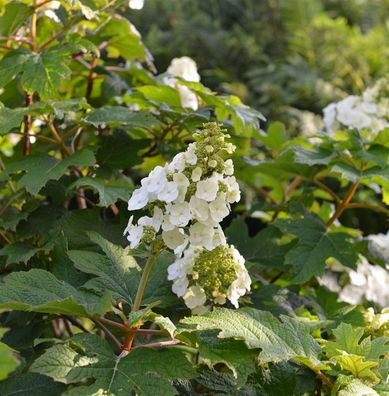 Eichenblättrige Hortensie Jetstream 40-60cm - Hydrangea quercifolia