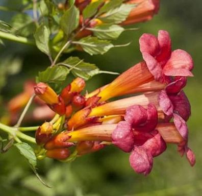 Trompetenblume Stromboli 60-80cm - Campsis radicans