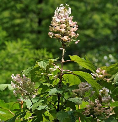 Eichenblättrige Hortensie Snow Circle 60-80cm - Hydrangea quercifolia