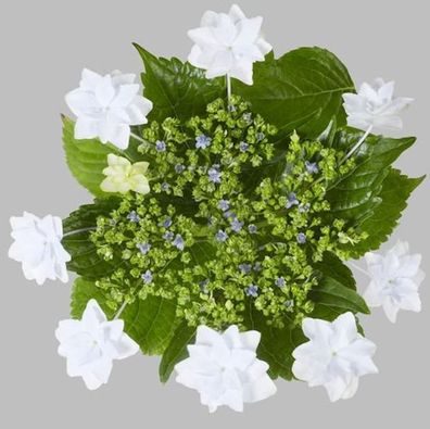 Bauernhortensie Fireworks White® 30-40cm - Hydrangea macrophylla