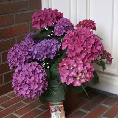 Bauernhortensie Hobergine® 30-40cm - Hydrangea macrophylla