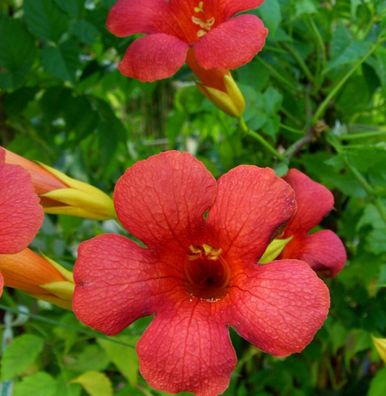 Große Trompetenblume Mincamroug 80-100cm - Campsis tagliabuana