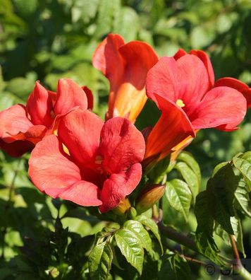 Trompetenblume Flamenco 125-150cm - Campsis radicans