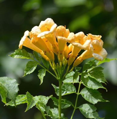 Gelbe Klettertrompete 125-150cm - Campsis radicans