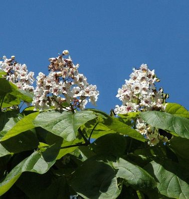 Trompetenbaum 80-100cm - Catalpa bignonioides