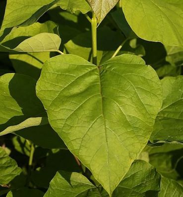 Hochstamm Gelber Trompetenbaum 80-100cm - Catalpa bignonioides