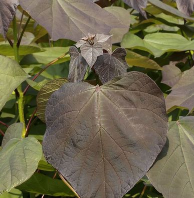 Trompetenbaum Purpurea 100-125cm - Catalpa erubescens