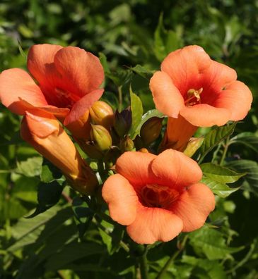 Hochstamm Trompetenblume Indian Summer® 80-100cm - Campsis radicans