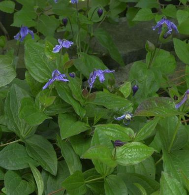 Staudenclematis - Clematis integrifolia