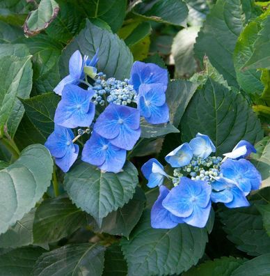Bauernhortensie Blaumeise 40-60cm - Hydrangea macrophylla