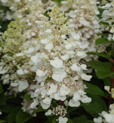 Rispenhortensie Baby Lace 60-80cm - Hydrangea paniculata