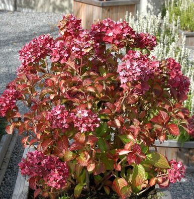 Bauernhortensie Masja 40-60cm - Hydrangea macrophylla