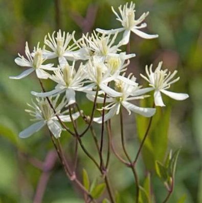 Staudenclematis Purpurea - Clematis recta