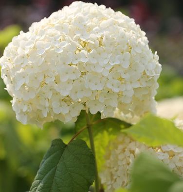 Ballhortensie Strong Annabelle 40-60cm - Hydrangea arborescens