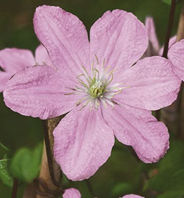 Waldrebe Comtesse de Bouchaud 40-60cm - Clematis