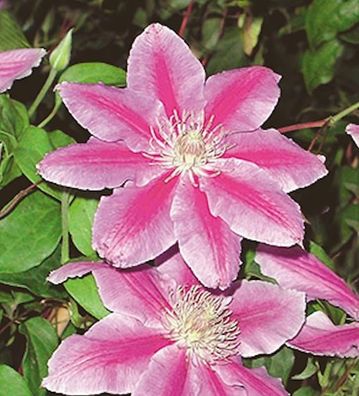 Waldrebe Dr Ruppel 40-60cm - Clematis
