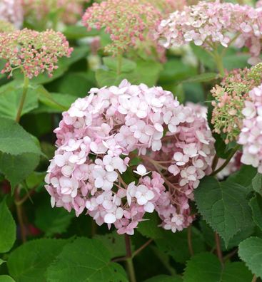 Ballhortensie Sweet Annabelle 30-40cm - Hydrangea arborescens