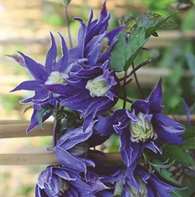 Frühe Alpen Waldrebe 40-60cm - Clematis macropetala