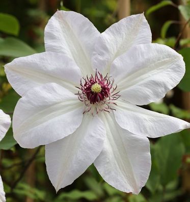 Waldrebe Miss Bateman 40-60cm - Clematis