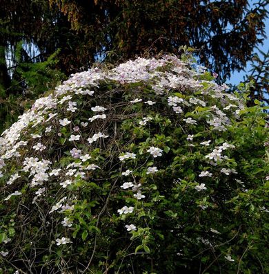 Berg Waldrebe Elizabeth 40-60cm - Clematis montana