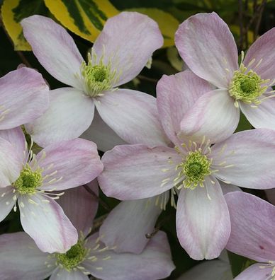 Berg Waldrebe Rubens 40-60cm - Clematis montana