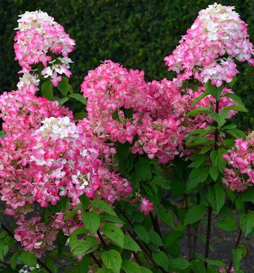 Rispenhortensie Bloody Merry 60-80cm - Hydrangea paniculata