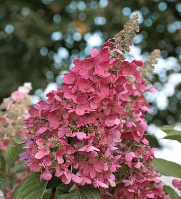 Rispenhortensie Redlight 40-60cm - Hydrangea paniculata