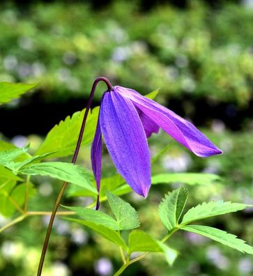 Frühe Alpen Waldrebe Georg 40-60cm - Clematis macropetala