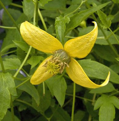 Gold Waldrebe Golden Harvest 40-60cm - Clematis tangutica