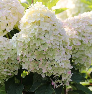 Rispenhortensie Phantom 40-60cm - Hydrangea paniculata