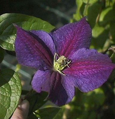 Waldrebe Star of India 40-60cm - Clematis