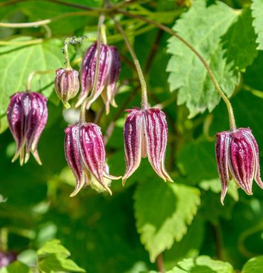 Garten-Waldrebe Columella 40-60cm - Clematis koreana