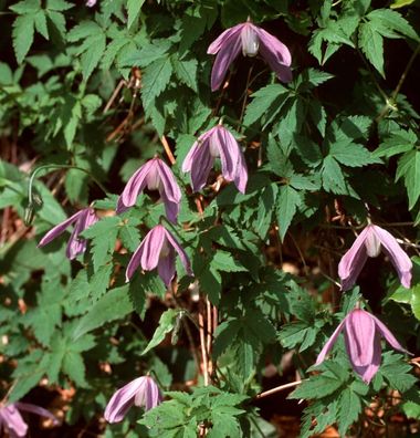 Waldrebe Propertius 40-60cm - Clematis koreana