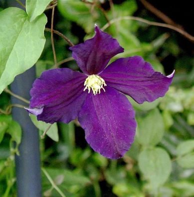 Robuste Waldrebe Viola 60-80cm - Clematis viticella