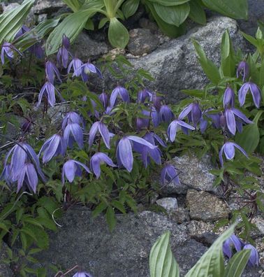 Alpen Waldrebe 60-80cm - Clematis alpina
