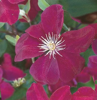 Waldrebe Ernest Markham 60-80cm - Clematis