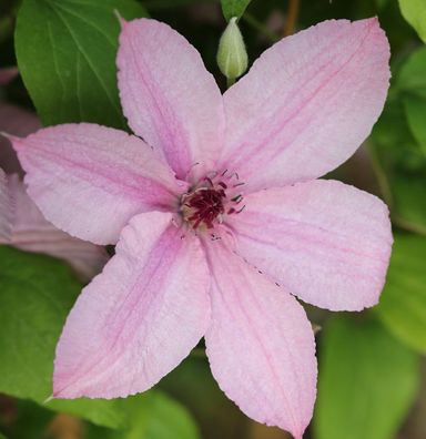 Waldrebe Hagley Hybrid 60-80cm - Clematis
