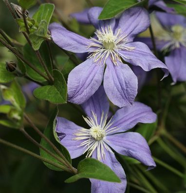 Staudenclematis Arabella 60-80cm - Clematis integrifolia