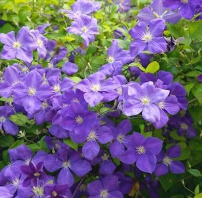 Waldrebe Jackmann Superba 60-80cm - Clematis