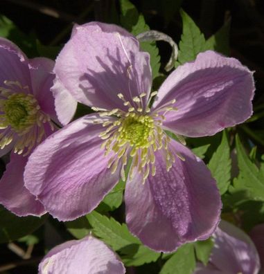 Berg Waldrebe Freda 60-80cm - Clematis montana