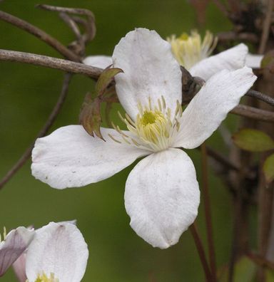 Berg Waldrebe Grandiflora 60-80cm - Clematis montana
